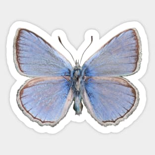 Special Blue Butterfly | Entomology Lover Sticker